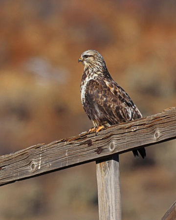 Rough legged hawk on fence