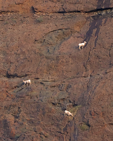 Bighorn sheep on huge cliff