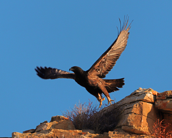 Golden eagle takeoff