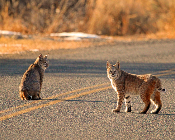2 Bobcats in the road
