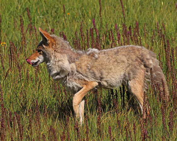 Coyote in YNP