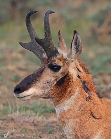 Antelope buck side profile