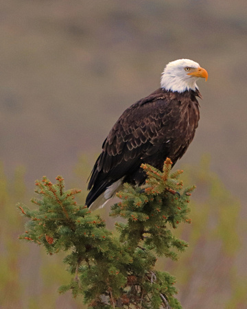 Bald eagle in pine tree