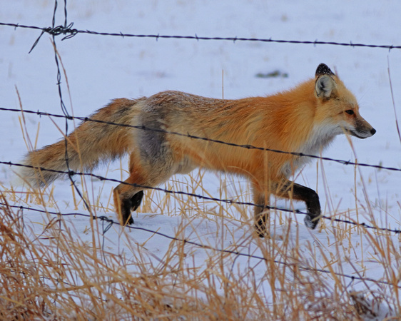 Fox Beyond Fence