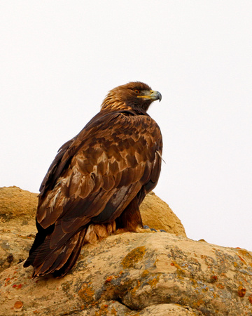 Golden eagle on colorful rocks