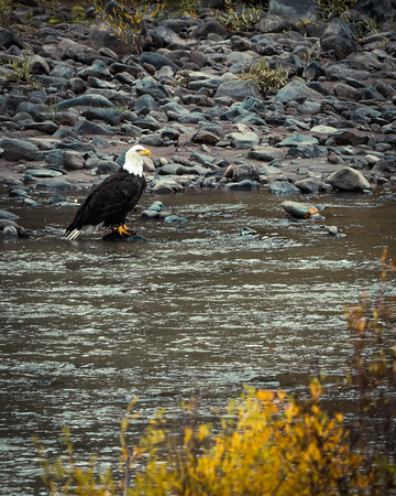 Adult bald eagle northfork river