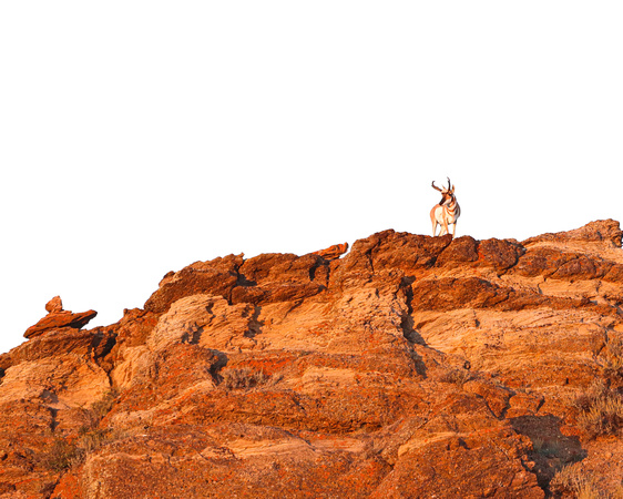 Pronghorn Buck on red rocks