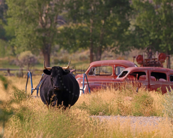 Bull with old cars
