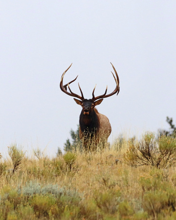 Bull elk Yellowstone straight on