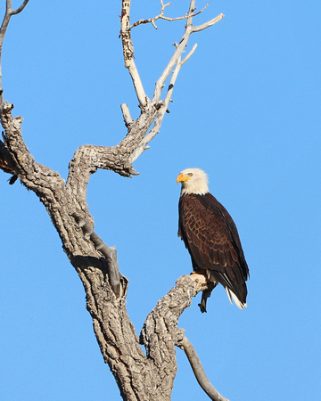 Bald eagle with blue skies