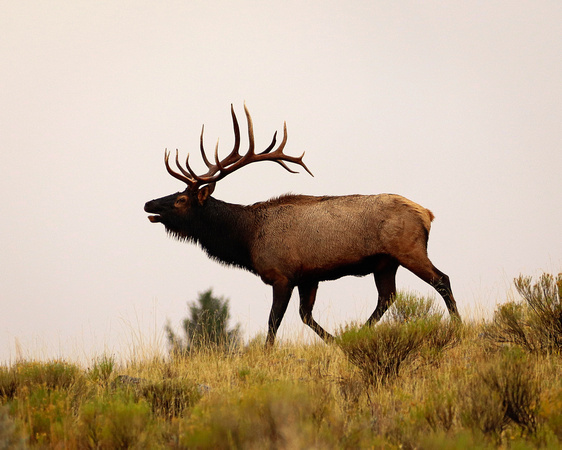Bull elk YNP near Mammoth