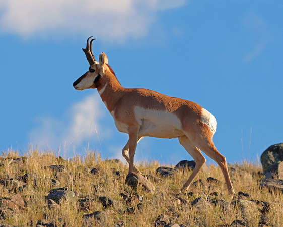 Pronghorn buck cresting the hill
