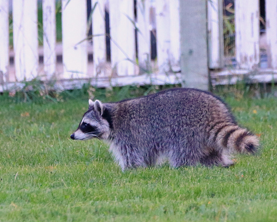 Racoon in the yard