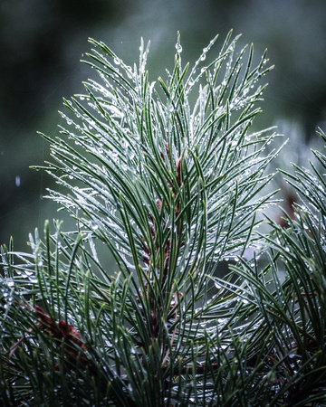 Rainy pine YNP