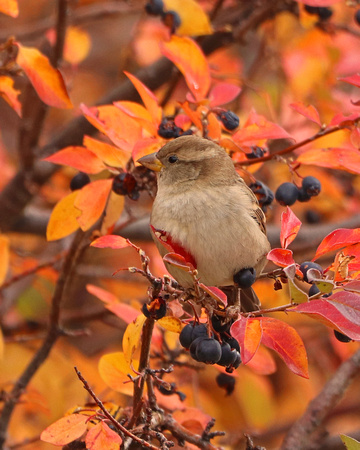 House sparrow in autumn foliage
