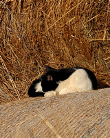 Cat sleeping on hay pile
