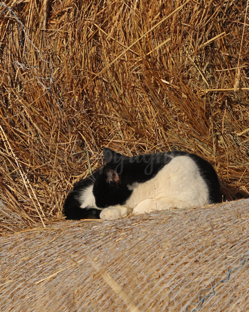 Cat sleeping on hay pile