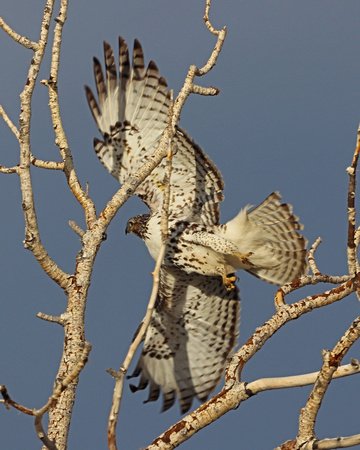 Juvenile red tailed hawk flying from tree