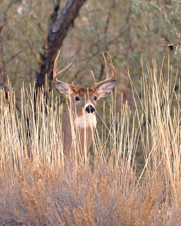 Buck peering through tall grass
