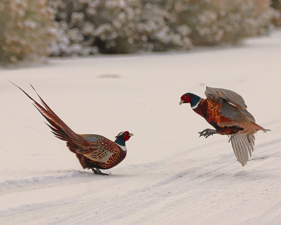 Pheasant rooster fight action shot