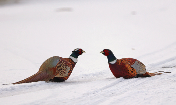 Pheasant standoff between roosters