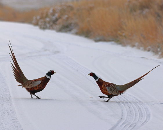 Pheasants mid-fight