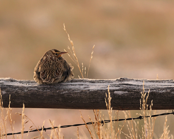 Western meadowlark on cold morning