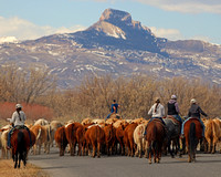 Willwood cattle drive