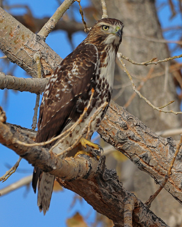 Juvenile RTH in tree