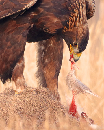 Golden eagle eating deer