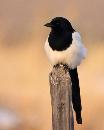 Magpie in post
