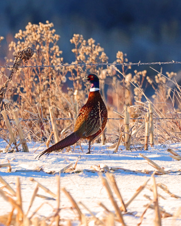 Pheasant in fresh snow and cold