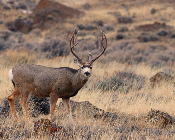 Mule deer buck with large rack