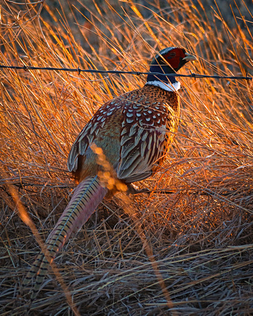 Pheasant rooster sitting on wire
