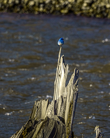 Mountain bluebird over the Shoshone River2