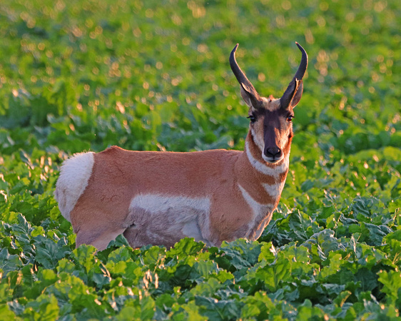 Pronghorn buck in sugar beet field