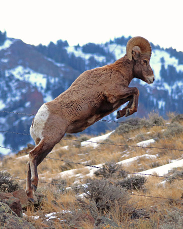 Bighorn ram clearing fence