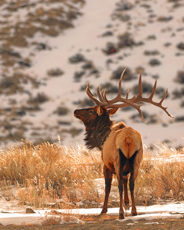 8 x7 Bull Elk