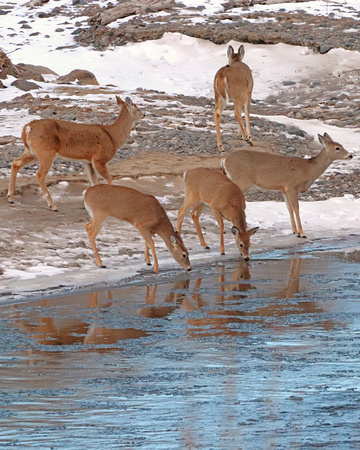 Whitetail deer herd drinking at the river
