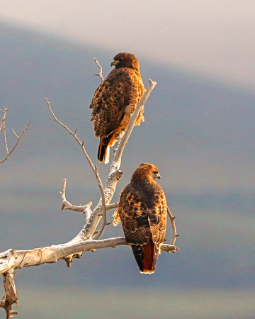 Pair of red tailed hawks on lucky branch