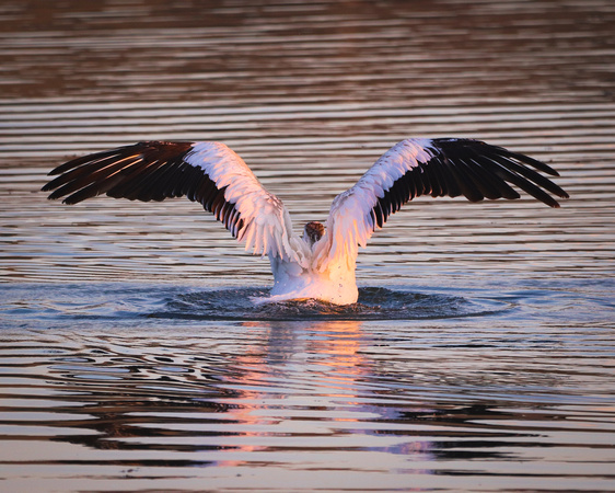 Wings of a pelican