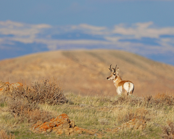 Antelope buck with blue skies and orange rocks