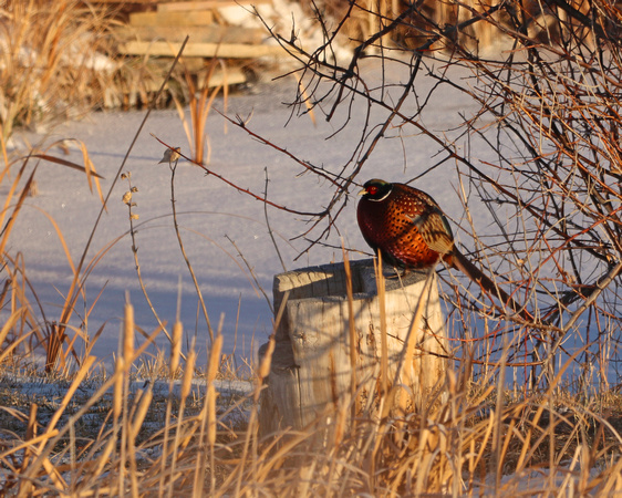 Pheasant sitting on a stump