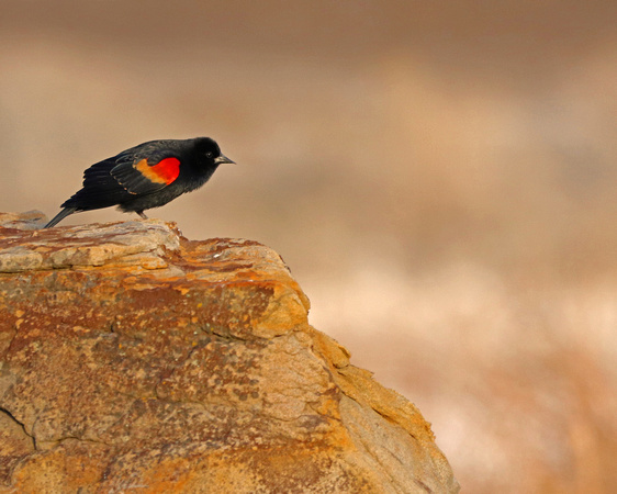 Red winged blackbird on rocks