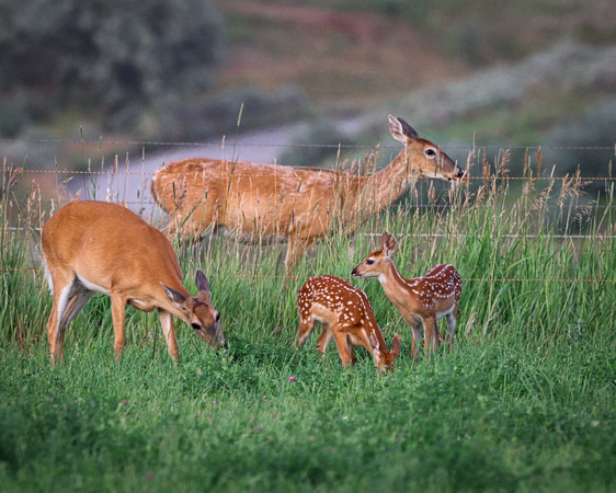 Whitetail fawns with mothers