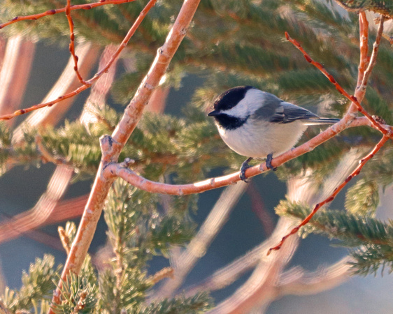 Black capped chickadee in green pines