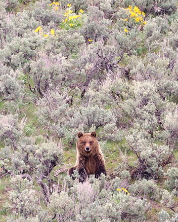Grizzly among the sage brush and flowers