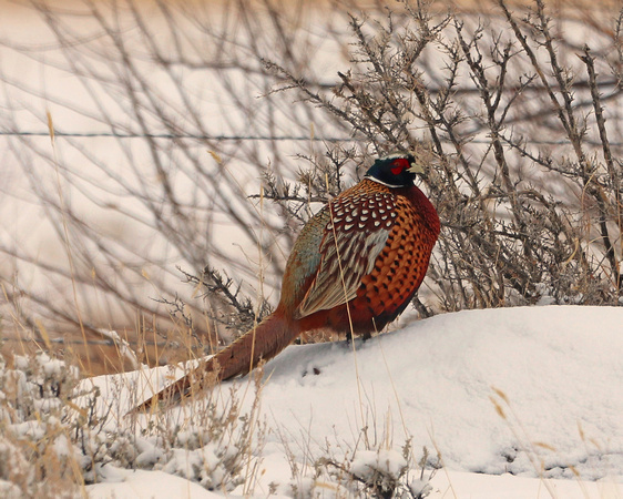 Pheasant in the snow very cold