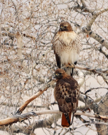 2 Juvenile red tailed hawks