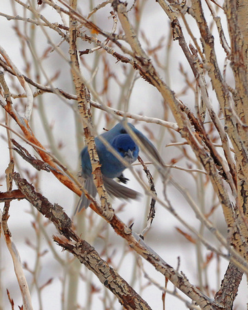 Mt bluebird flying through branches